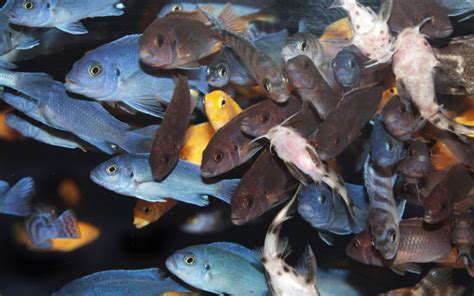 mbuns|Mbuna Cichlids Guide And Compatibility Chart .
